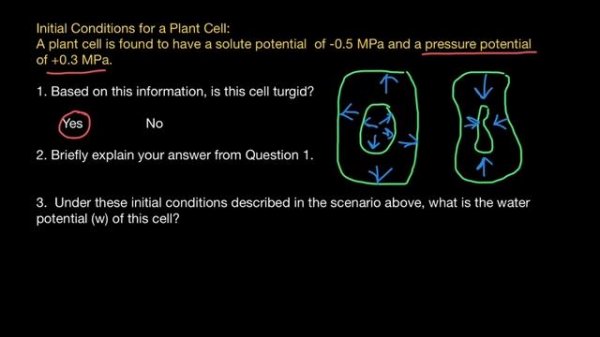 Water Potential of the Plant cell