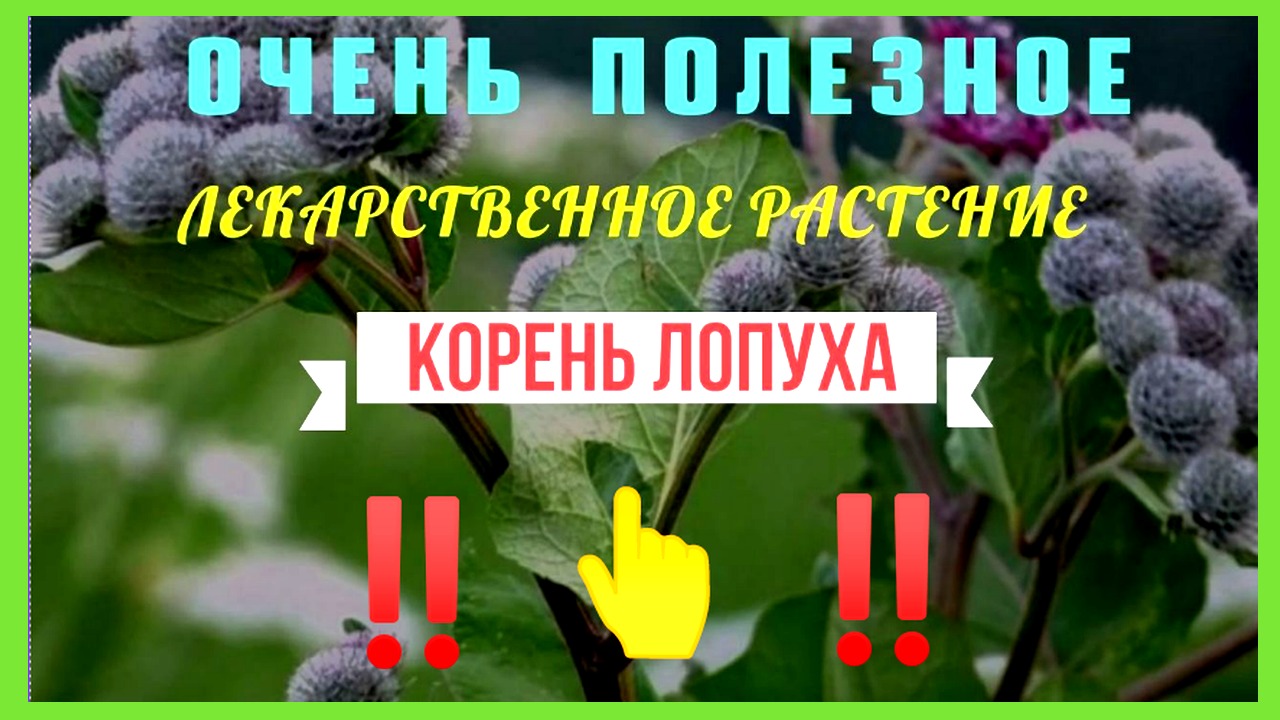 Корень лопуха. Корень лопуха - очень полезное лекарственное растение смотреть онлайн
