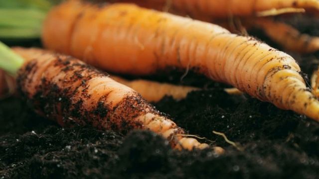 Научилась сажать морковь правильно, и теперь всегда с большим урожаем. Раскрываю секреты по пунктам смотреть онлайн