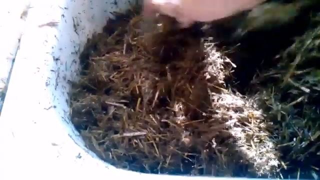 Моя вешенка в домашних условиях! смотреть онлайн