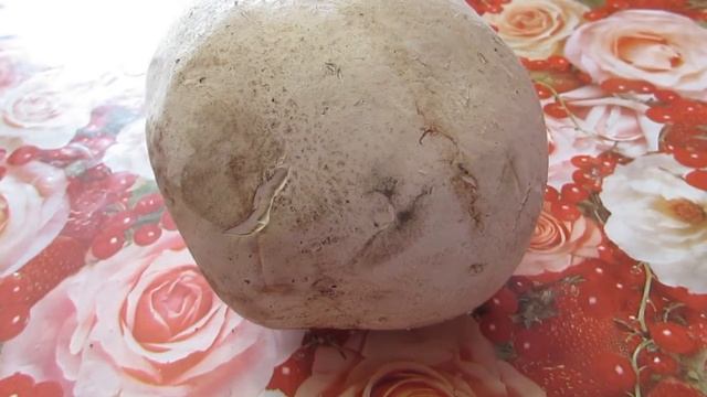 Животные на Вашем Экране