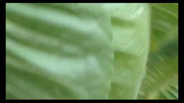 Табак домашний - сбор в сентябре - биологическая защита растений, чистый урожай без химии смотреть онлайн