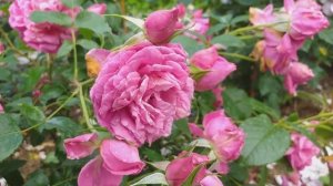 РОЗАРИЙ с переходами цвета  БАЙКАЛ Бель де Сегоза РОКОКО и другие...