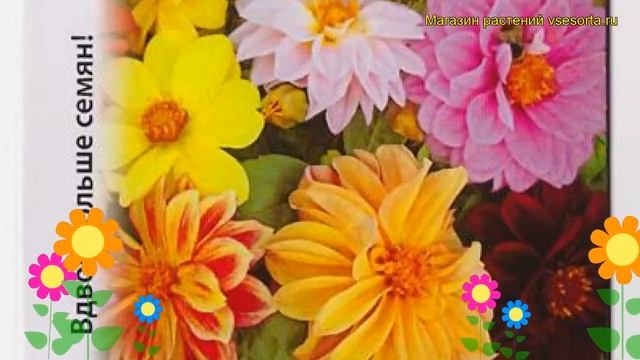 Георгина махровая Баттерфляй. Краткий обзор, описание характеристик, где купить семена смотреть онлайн