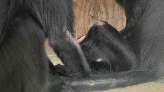 Чудесные игры черных Мангобеев в весенний день смотреть онлайн