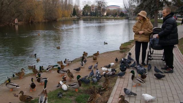 Индийский бегунок среди других уток Видео Л П Юрчишко смотреть онлайн