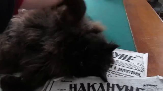Кот Бегемот в Нехорошей квартире смотреть онлайн