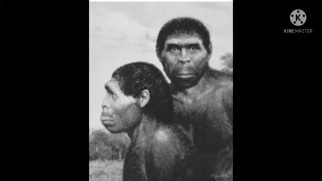 Java Man || Homo erectus||The Missing Link || Primates смотреть онлайн