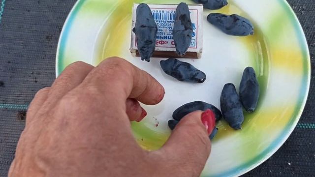 Канадская жимолость Бореал Близзард, еще раз об этой красавице! смотреть онлайн