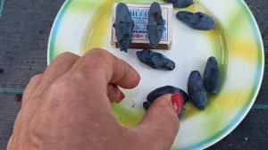 Канадская жимолость Бореал Близзард, еще раз об этой красавице!