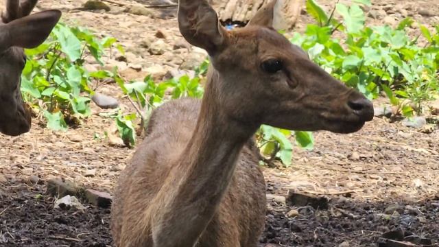 Java rusa or (Rusa timorensis) sounds and asked for food #Java_rusa #deer #zoo #Animals_rise смотреть онлайн