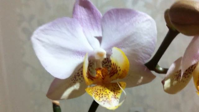 Домашнее цветение: Фаленопсис Chengdu // Phalaenopsis Сhengdu is reblooming смотреть онлайн