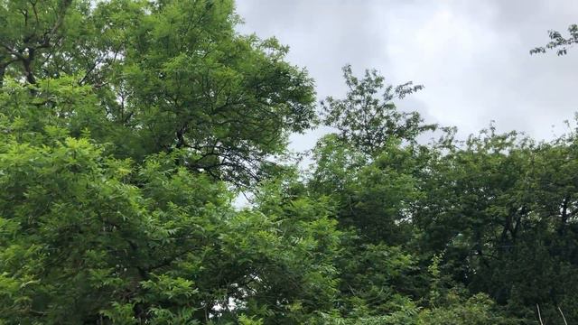 Biodiversity is as messy and chaotic as it is life affirming and beautiful смотреть онлайн