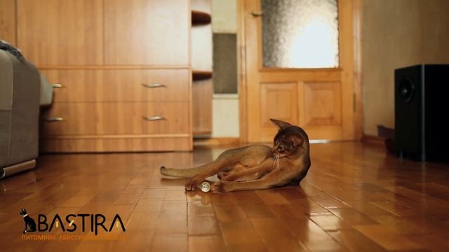 Абиссинские кошки, питомник "Bastira" смотреть онлайн