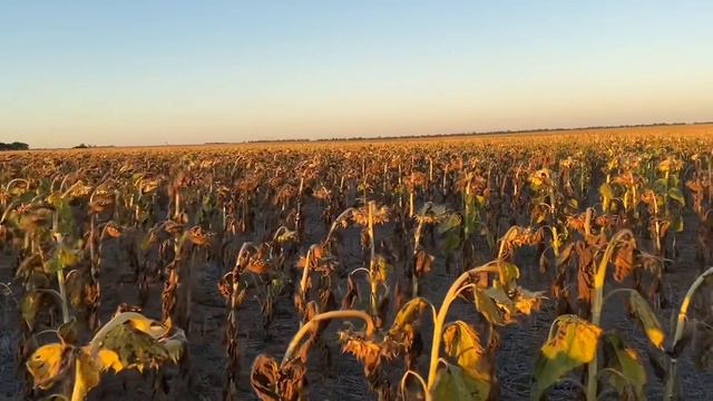 Уборка подсолнечника 2020 смотреть онлайн