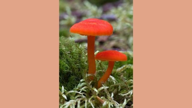 Colorful Mushrooms (HD1080p)