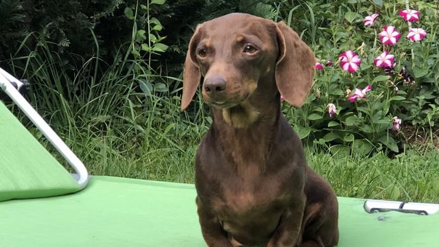 Такса миниатюрная 😋 Авеста Вива Лакомка 😘 такса-шоколадка смотреть онлайн