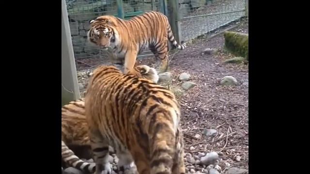 two big siberian tigers fighting/Два больших амурских тигра дерутся смотреть онлайн