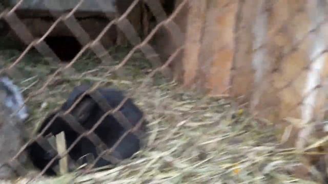 Как разводить кроликов? Наши кролики) Маленькие и большие! (#25) И любимые - Суслик и Бабочка. смотреть онлайн