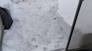 Готовимся к весне.  Серия 1. Вывоз снега со двора.