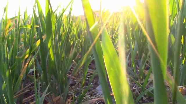 19_04_2020_1_ПАСХАЛЬНОЕ УТРО_Ставропольский край.mp4 смотреть онлайн