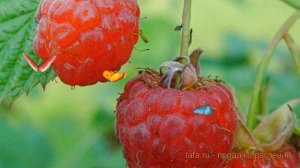 Малина традиционная Новость Кузьмина (rubus) ? обзор: как сажать, саженцы малины Новость Кузьмина