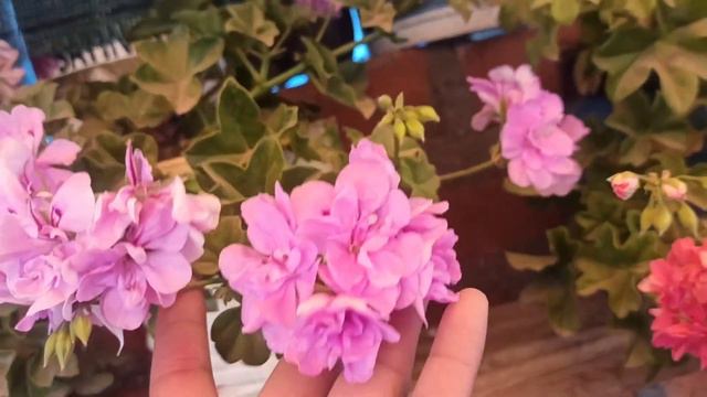 mi colección de geranios hiedra o colgantes / decojardinamy смотреть онлайн