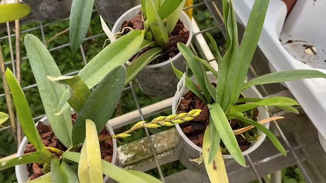 Теплица Les Orchidées de la Belle Etoile. Часть 2 смотреть онлайн