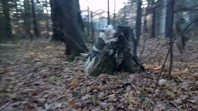 Лес поздней осенью прогулка смотреть онлайн