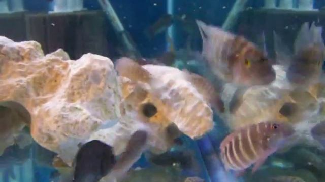 Wild Eret. cyan. Kigoma Orange and Petro. famula Tembwe смотреть онлайн