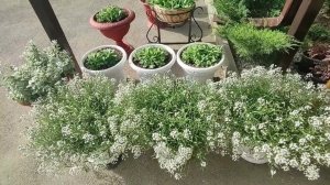 Алиссум Сноу принцесс в саду. Как нарастить шикарный цветущий куст. Уход и обработка от вредителя.