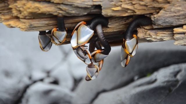 Морские уточки (Lepadomorpha) где-то в Исландии (in Iceland) смотреть онлайн