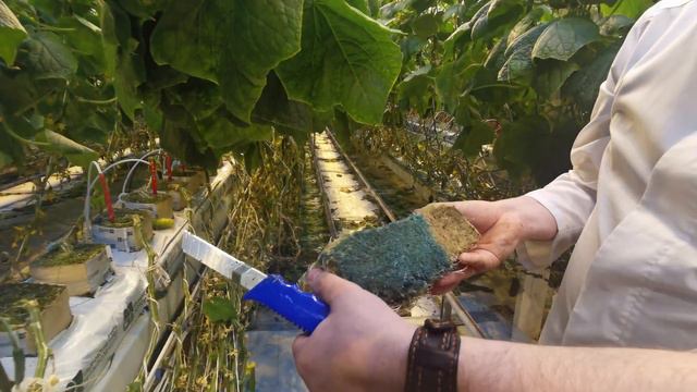 Распределение воды в субстрате и после какого полива раствор пройдет сквозь субстрат смотреть онлайн