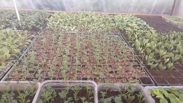 Итак, ЧЕРЕНКУЕМ! Создаём условия для успешного черенкования! Череночник - простой и эффективный! смотреть онлайн