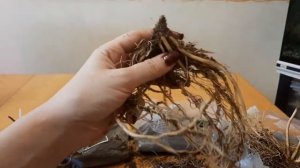 ХОСТЫ 2021. Сажаем в горшки.