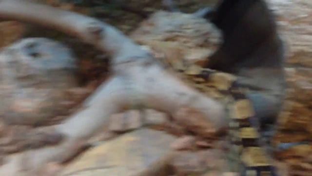 Boa constrictor in action смотреть онлайн