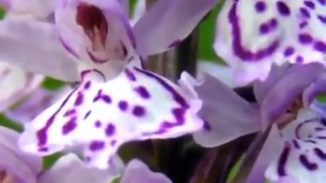 Южно Уральский природный заповедник смотреть онлайн