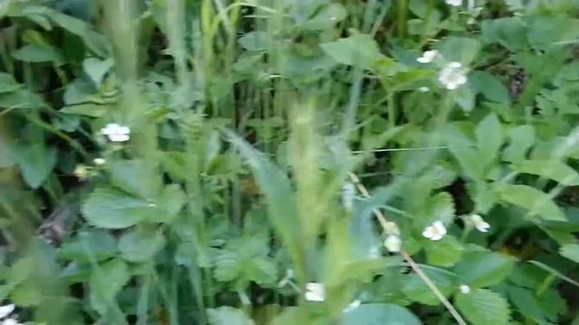 Цветение земляники. Flowering forest strawberries. смотреть онлайн