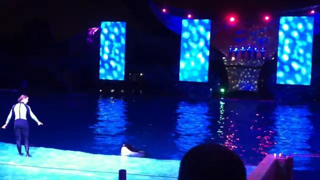 Sea World - Especial de Natal смотреть онлайн