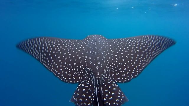 GALAPAGOS ISLANDS HD (GOPRO HERO+ LCD) смотреть онлайн