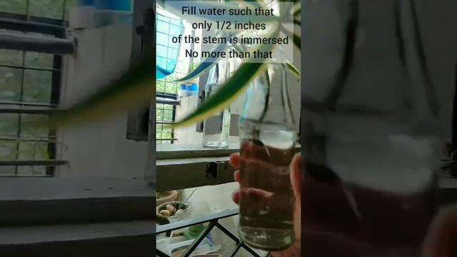 Song of India propagation in water just in 3 weeks!!! #hydroponics #plants смотреть онлайн