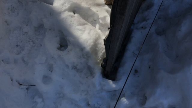 Кошка Буся забралась в собачью будку смотреть онлайн