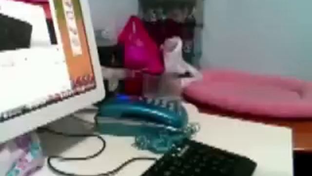 Если хозяина нет дома! Ржачь!)) смотреть онлайн