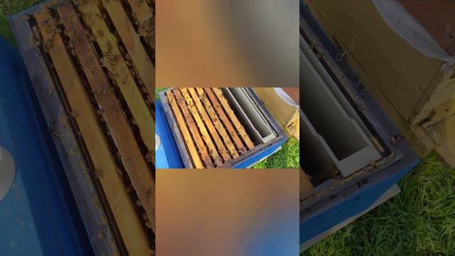 и такое бывает пчелы сдохли с голоду смотреть онлайн