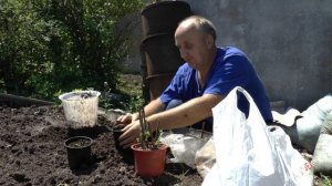 Как размножить  ежемалину Медана Тайберри черенками.