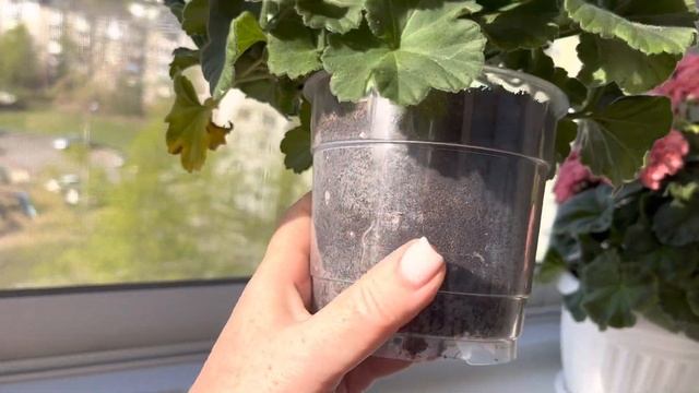 Спасаю Ю Менуэт. Шикарный, цветущий кустик чуть не погиб ? смотреть онлайн