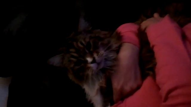live Kitty squeak toy смотреть онлайн