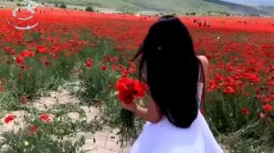 Я тебе опять дарю цветы