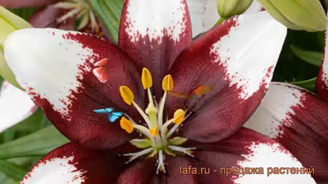 Лилия азиатская горшечная (lilium asiatic tiny padhye) ? лилия обзор: как сажать луковицы лилии смотреть онлайн