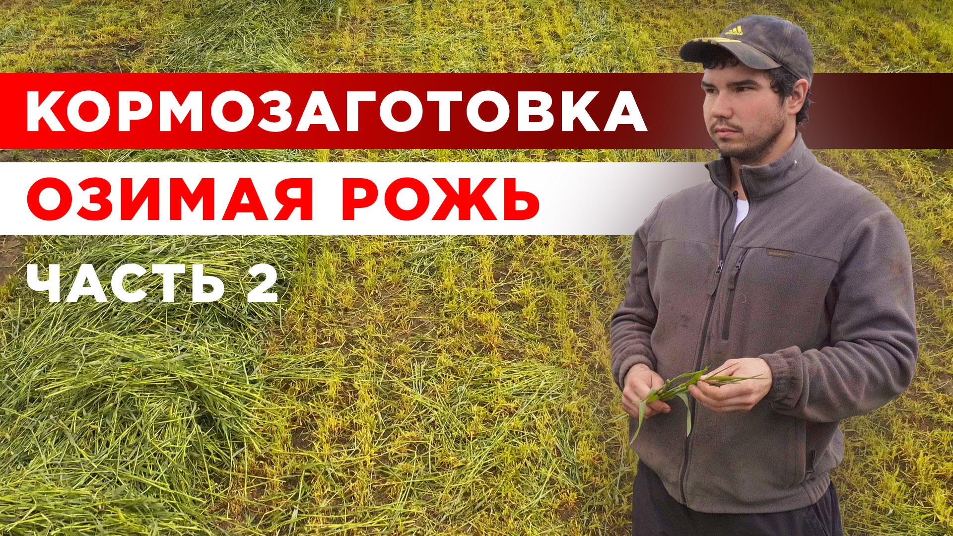 Кормозаготовка| Озимая рожь | КФХ Герефорд